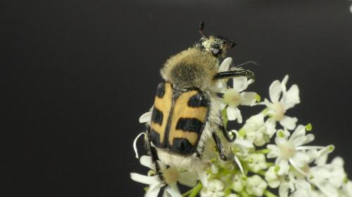 Réf. 326 756 : Trichius gallicus